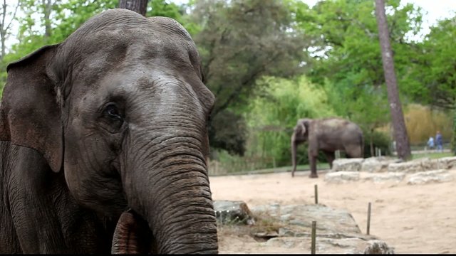 &eacute;l&eacute;phant