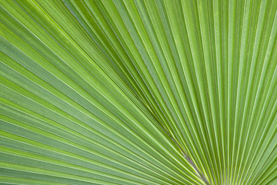 Fototapeta Green palm leaves