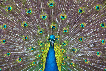 Obraz premium Paon bleu et vert