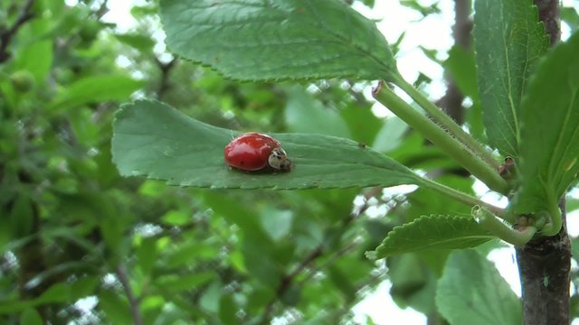 Coccinella rossa
