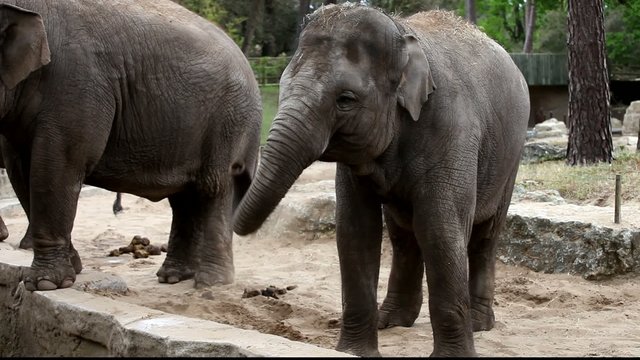 &eacute;l&eacute;phant