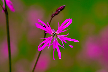 Fototapeta premium Ragged Robin (Lychnis flos-cuculi)