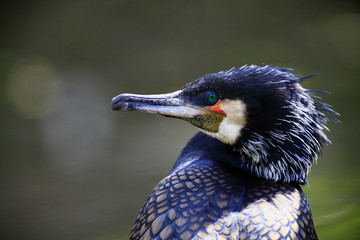 Cormoran