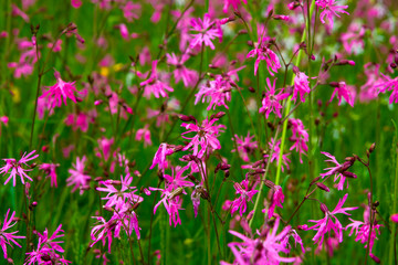 Fototapeta premium Ragged Robin (Lychnis flos-cuculi)