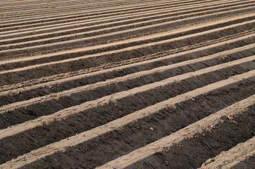 asparagus cropping soil