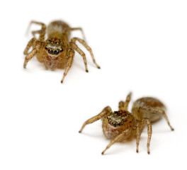 Jumping Spiders