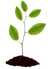 Young plant isolated on white background.