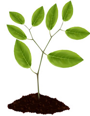Young plant isolated on white background.
