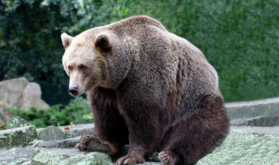 Brown Bear