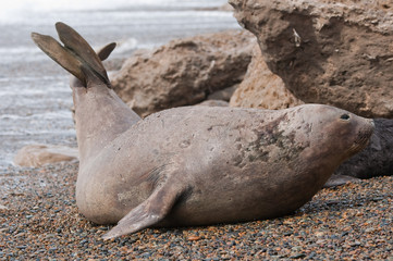 Female Elephant Seal.