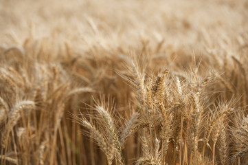 field of wheat ready for harvest