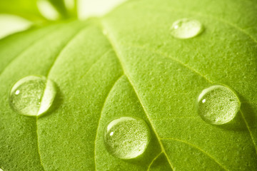 Fresh green leaf of basil with water drops. Soft focus.