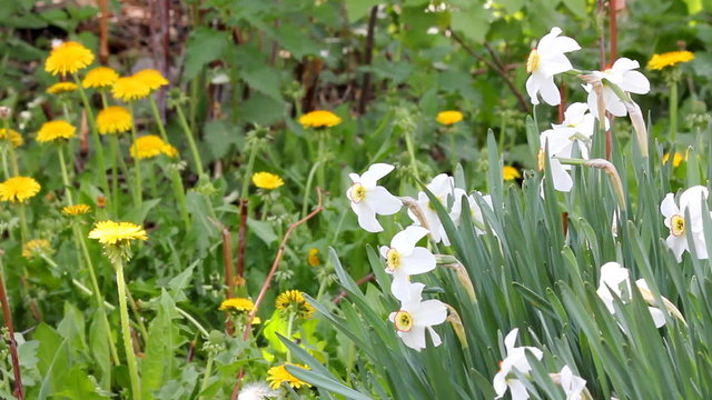 Narcissus flowers and wind blowing