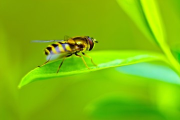 insect