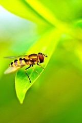 insect