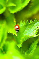 insect