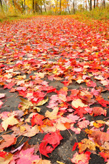 Path Covered with Maple Leaves