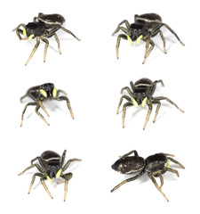 Jumping spider isolated on white background.