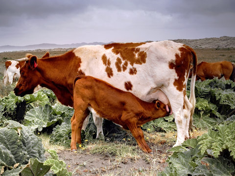 Ternero Mamando De Vaca En Paraje