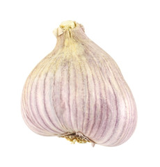 A single garlic bulb with purple skin
