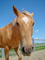 Funny fisheye view of a palomino horse