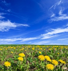 yellow dandelions in a  field