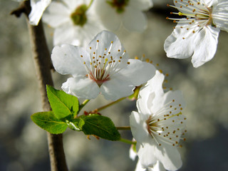 spring blossom