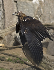 Fototapeta premium Imperial eagle (Aquila sp.)