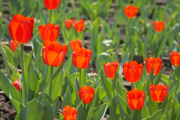 Fototapeta premium Red tulips among green leaves