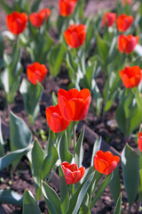 Red tulips among green leaves