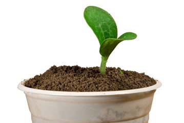 small green plant