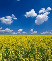 Obraz premium field of yellow flowers