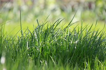 Green grass