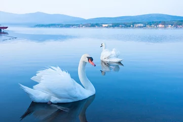 Deurstickers 山中湖の白鳥 © Takahashi Yuji