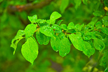 apricot tree branch after rain
