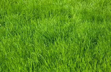 Green grass lawn background