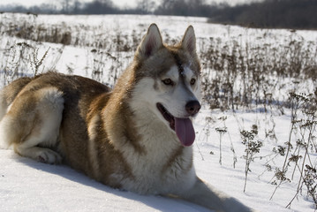 Siberian husky in a steppe landscape
