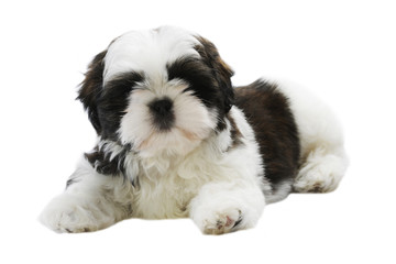 magnifique portrait d'un shi tzu de face