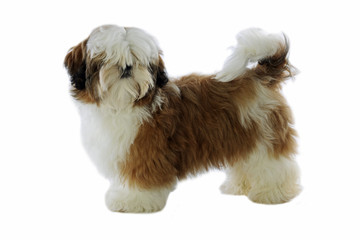 bébé shi tzu de profil