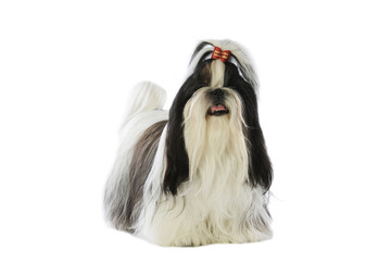 shi tzu debout de face en studio