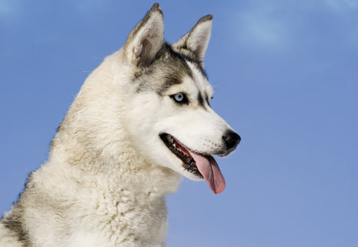 Siberian husky