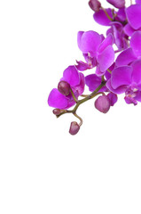 Fototapeta na wymiar Beautiful pink orchid plenty of space for text