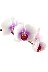 Naklejka na ściany i meble Piękne storczyki (phalaenopsis) samodzielnie na białym tle
