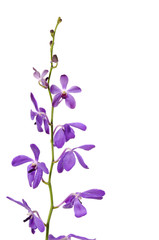 Obraz na płótnie Canvas Isolated violet orchid