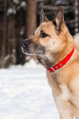 Attentively looking dog