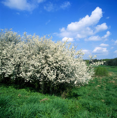 Feldgehoelze_212193