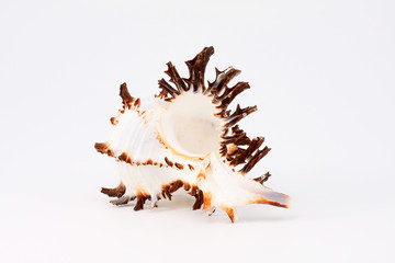 Sea Shell on white background