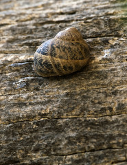 L-Ghakrux