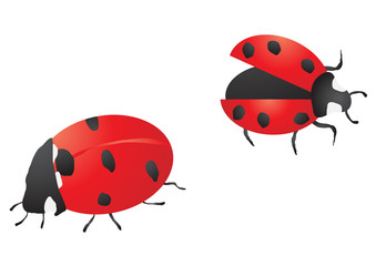 Vector illustration of  two ladybugs on white background