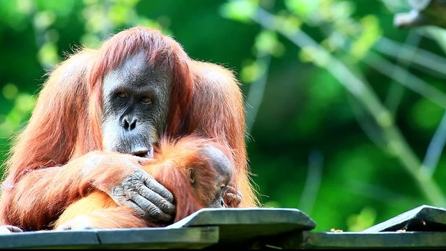 Orangutan